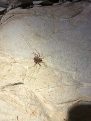 Phrynus operculatus
