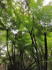 Cyatheales