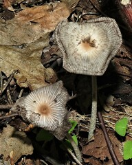 Lanatulae