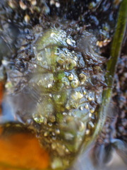 Polyplacophora