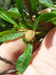 Asphondylia dodonaeae