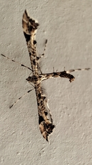 Amblyptilia pica