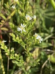 Symphyotrichum urophyllum