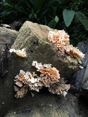 Xylaria flabelliformis