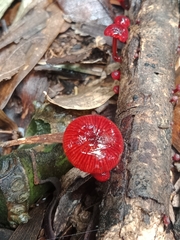 Cruentomycena viscidocruenta