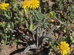 Albuca setosa