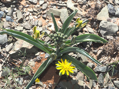Albuca setosa