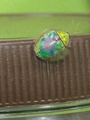 Eurypepla brevilineata