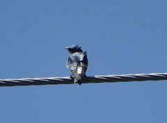 Tachycineta albilinea