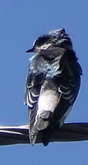 Tachycineta albilinea