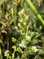 Symphyotrichum urophyllum