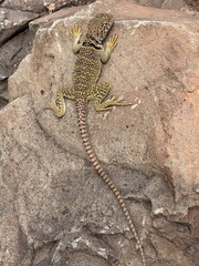 Crotaphytus collaris