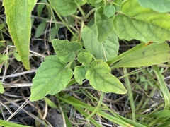 Physalis virginiana