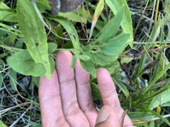 Physalis virginiana