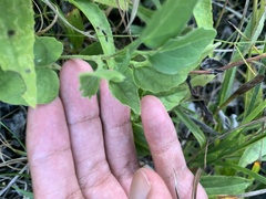 Physalis virginiana