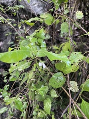 Chiococca alba
