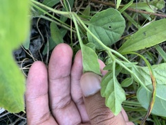 Physalis virginiana