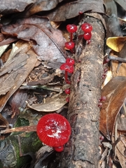 Cruentomycena viscidocruenta