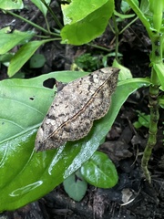 Anticarsia gemmatalis