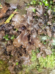 Pseudocyphellaria dissimilis