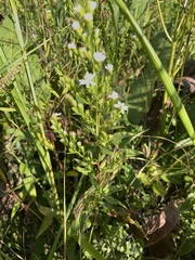 Symphyotrichum urophyllum