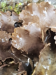 Pseudocyphellaria dissimilis