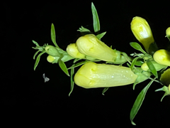 Aureolaria grandiflora