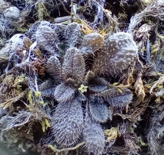 Myosotis brevis