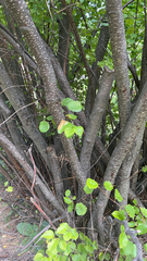 Betula occidentalis