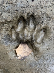 Urocyon cinereoargenteus