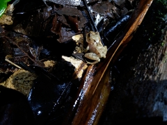 Craugastor megacephalus