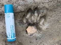 Urocyon cinereoargenteus