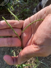 Paspalum laeve