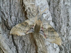 Pachysphinx occidentalis