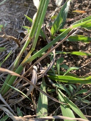 Paspalum laeve