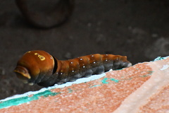 Papilio multicaudata