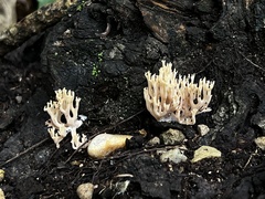 Clavariaceae