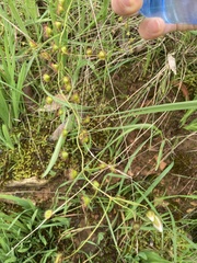 Drosera planchonii