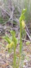 Pterostylis plumosa