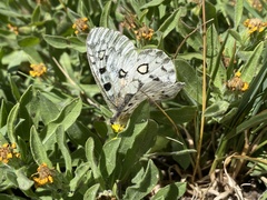 Parnassius smintheus