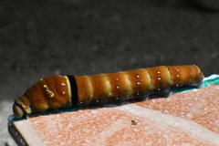 Papilio multicaudata