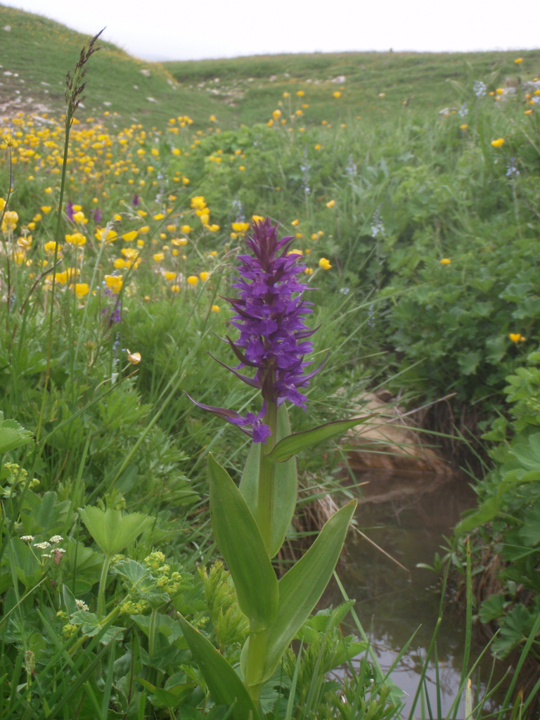 Dactylorhiza urvilleana