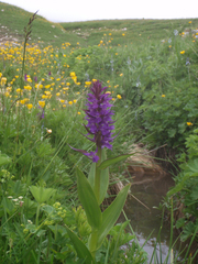 Dactylorhiza urvilleana