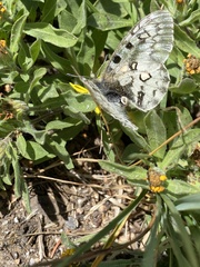 Parnassius smintheus