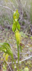 Pterostylis plumosa