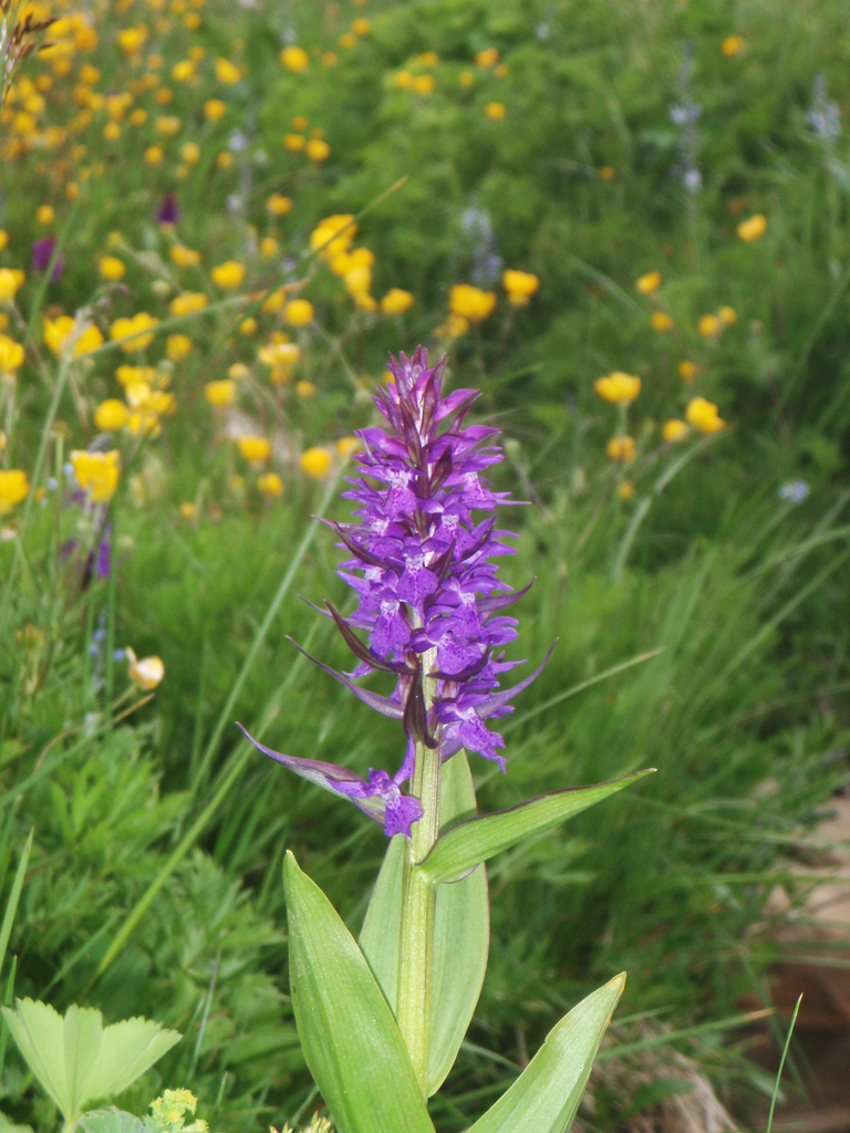 Dactylorhiza urvilleana (Steud.) H.Baumann & Künkele 2