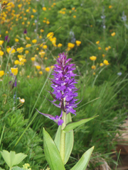 Dactylorhiza urvilleana