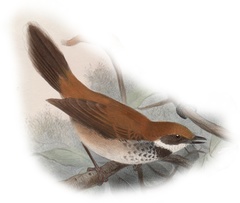 Manus Fantail photo 1