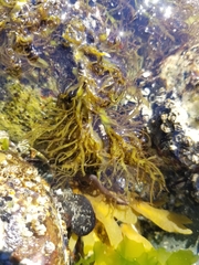 Ulva intestinalis