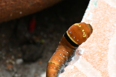 Papilio multicaudata